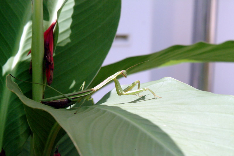 사마귀 (Praying Mantis); DISPLAY FULL IMAGE.