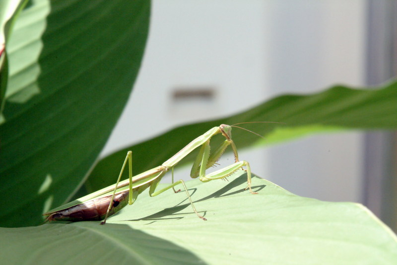 사마귀 (Praying Mantis); DISPLAY FULL IMAGE.