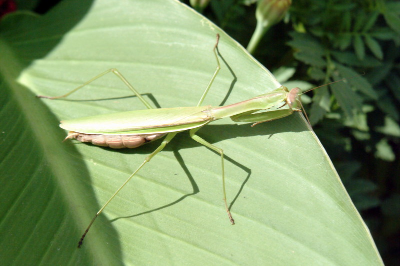 사마귀 (Praying Mantis); DISPLAY FULL IMAGE.