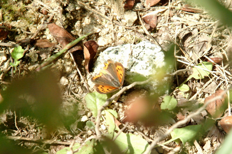 작은주홍부전나비 Lycaena phlaeas (Small Copper Butterfly); DISPLAY FULL IMAGE.