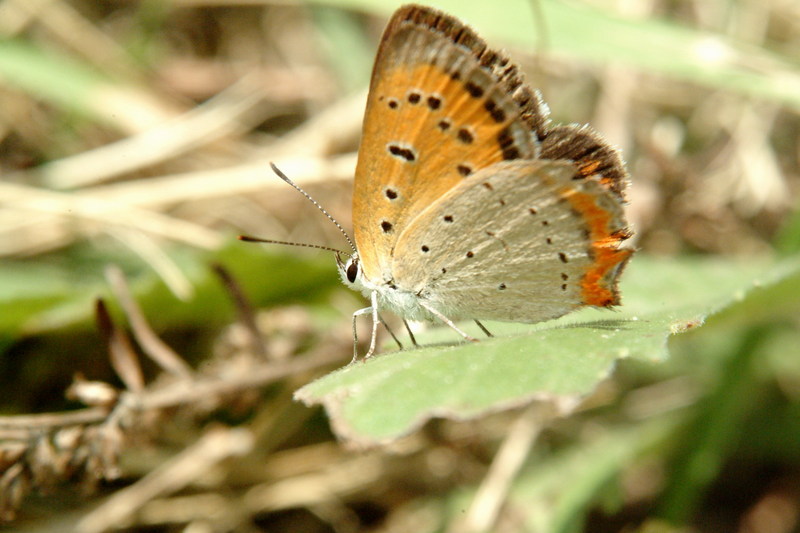 작은주홍부전나비 Lycaena phlaeas (Small Copper Butterfly); DISPLAY FULL IMAGE.