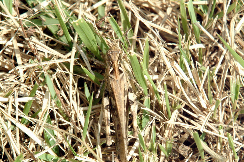 팥중이 Oedaleus infernalis (Band-winged Grasshopper); DISPLAY FULL IMAGE.