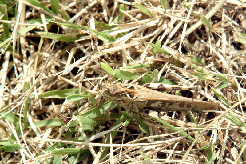 팥중이 Oedaleus infernalis (Band-winged Grasshopper); DISPLAY FULL IMAGE.