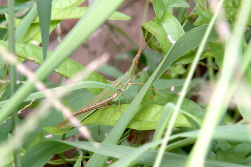 방아깨비 Acrida cinerea (Green Hopper); DISPLAY FULL IMAGE.