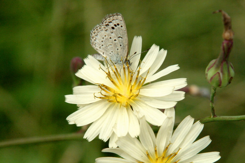 남방부전나비 Pseudozizeeria maha (Pale Grass Blue Butterfly); DISPLAY FULL IMAGE.
