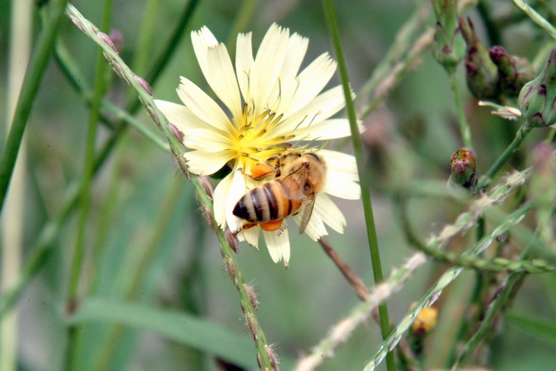 꿀벌(양봉) Apis mellifera (Western Honeybee); DISPLAY FULL IMAGE.