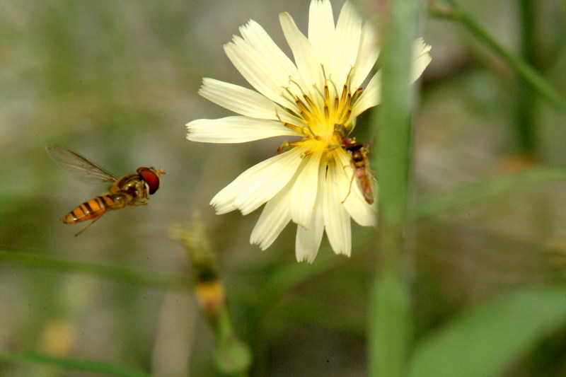 호리꽃등에 Episyrphus balteatus (Marmelade hoverfly); DISPLAY FULL IMAGE.