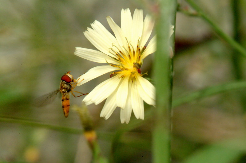 호리꽃등에 Episyrphus balteatus (Marmelade hoverfly); DISPLAY FULL IMAGE.