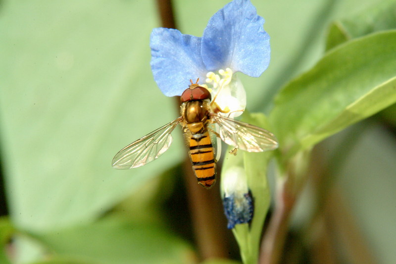 호리꽃등에 Episyrphus balteatus (Marmelade hoverfly); DISPLAY FULL IMAGE.