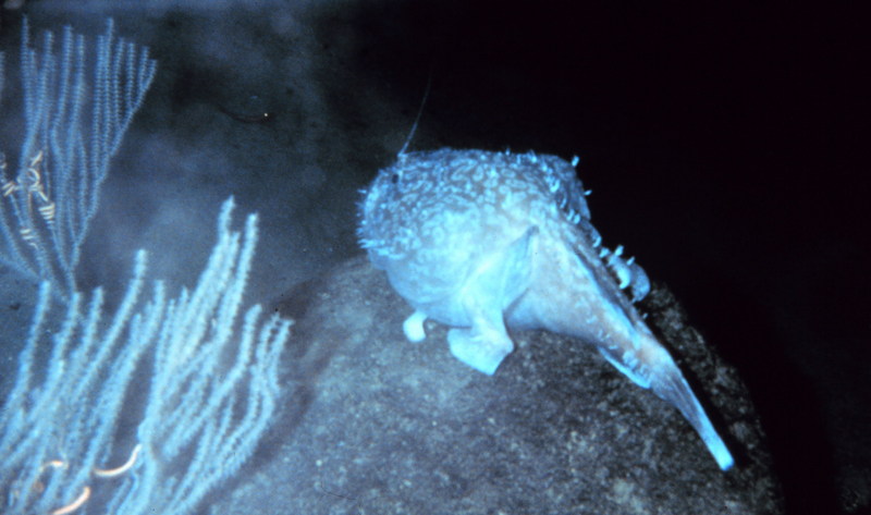 American Angler (Lophius americanus) {!--아메리카황아귀-->; DISPLAY FULL IMAGE.