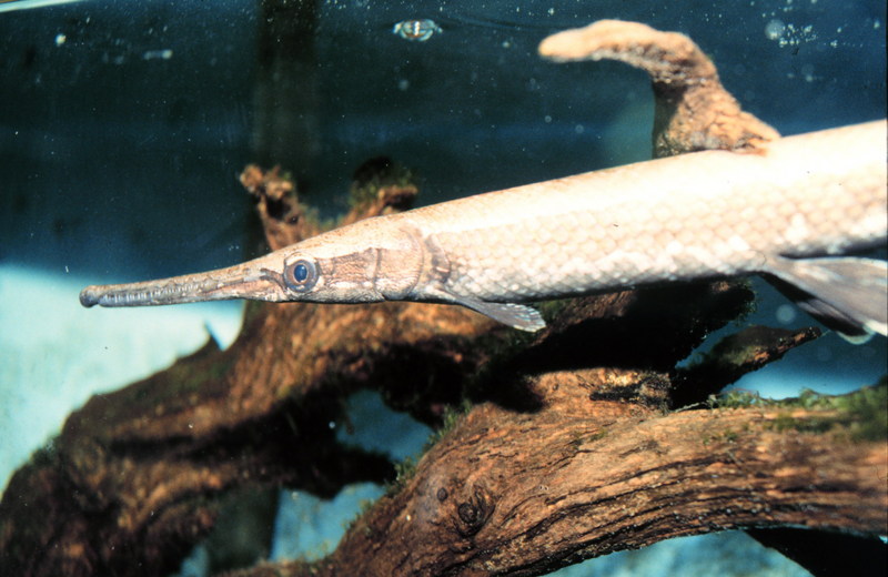 Spotted Gar (Lepisosteus oculatus) {!--줄점꼬치고기(민물꼬치고기과)-->; DISPLAY FULL IMAGE.