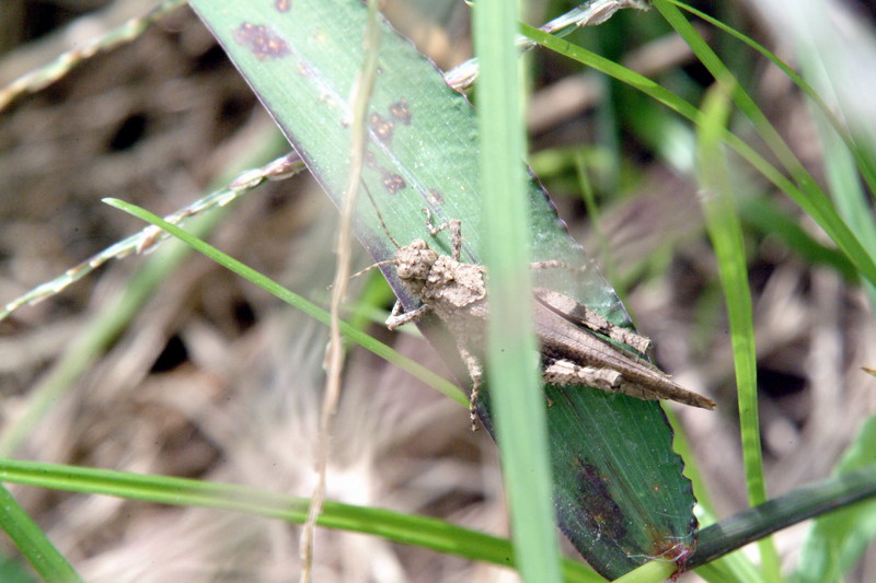 두꺼비메뚜기 Trilophidia annulata (Grasshopper); DISPLAY FULL IMAGE.