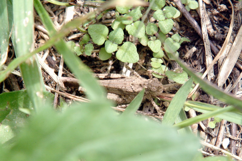 두꺼비메뚜기 Trilophidia annulata (Grasshopper); DISPLAY FULL IMAGE.