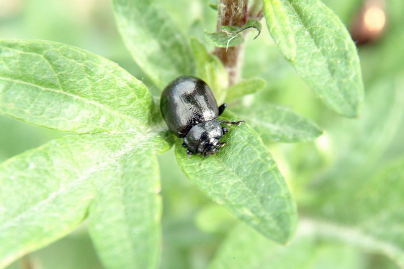 좀남색잎벌레 Gastrophysa atrocyanea (Leaf Beetle); DISPLAY FULL IMAGE.