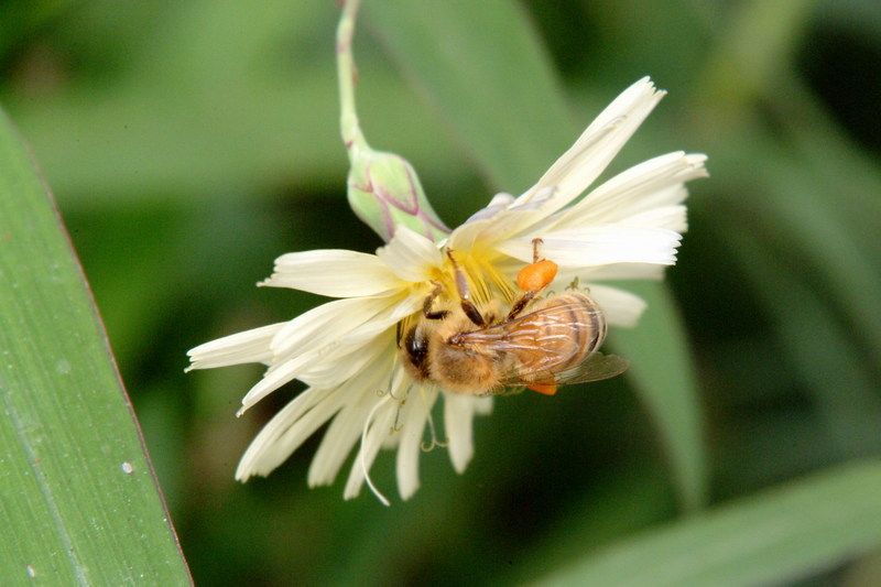꿀벌(양봉) Apis mellifera (Western Honeybee); DISPLAY FULL IMAGE.