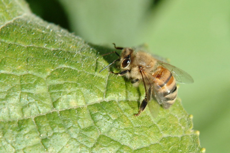 꿀벌(양봉) Apis mellifera (Western Honeybee); DISPLAY FULL IMAGE.