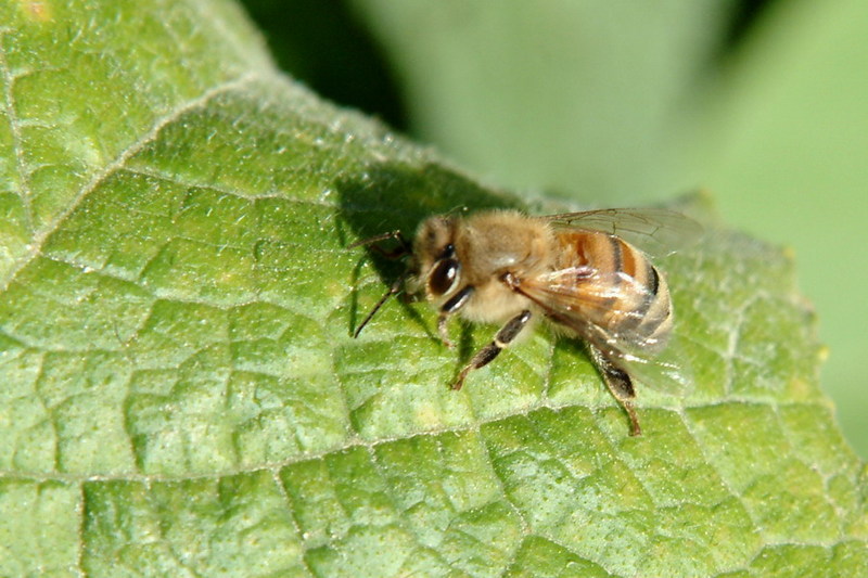 꿀벌(양봉) Apis mellifera (Western Honeybee); DISPLAY FULL IMAGE.