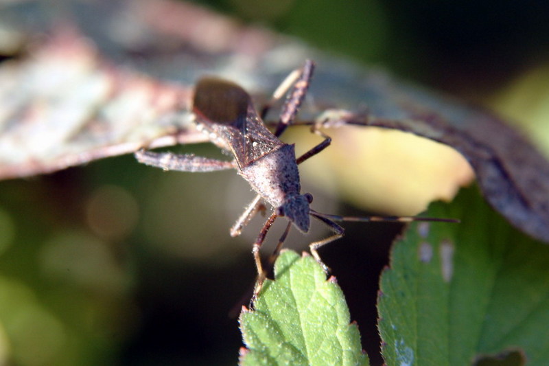 톱다리개미허리노린재 Riptortus clavatus (Bean Bug); DISPLAY FULL IMAGE.