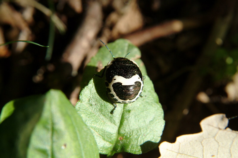 광대노린재(약충) Poecilocoris lewisi (Clown Stink Bug nymph); DISPLAY FULL IMAGE.