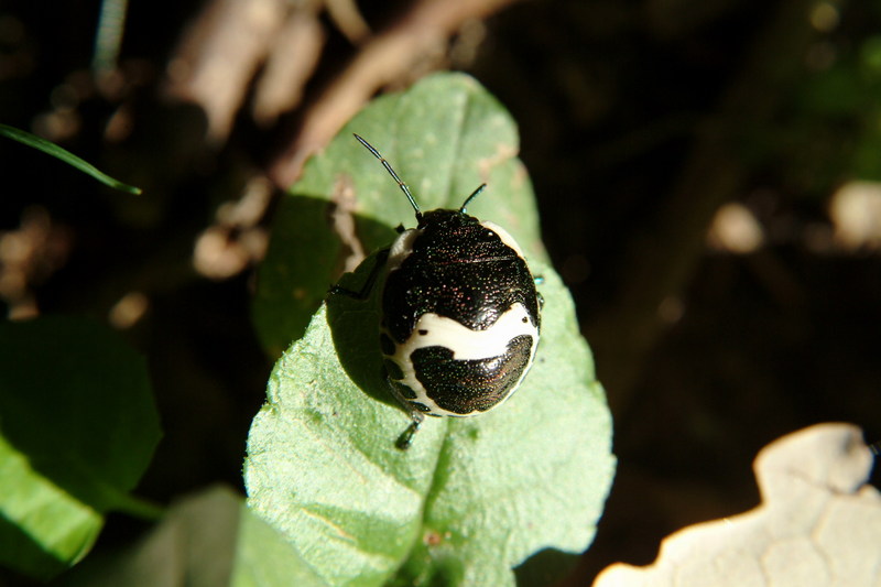 광대노린재(약충) Poecilocoris lewisi (Clown Stink Bug nymph); DISPLAY FULL IMAGE.