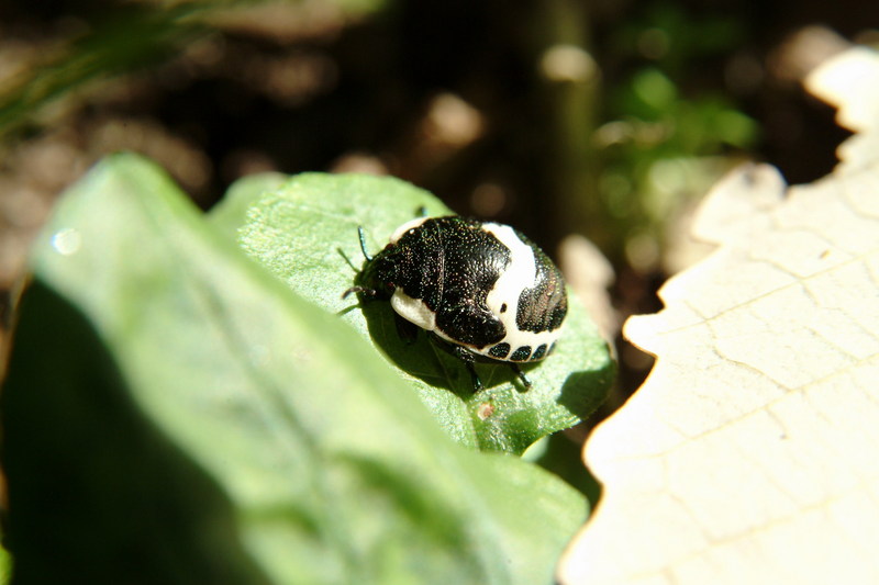 광대노린재(약충) Poecilocoris lewisi (Clown Stink Bug nymph); DISPLAY FULL IMAGE.