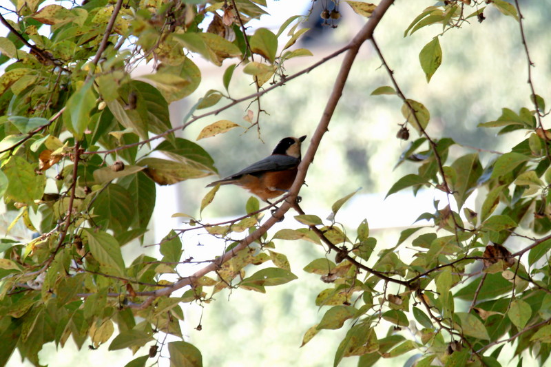 곤줄박이 Parus varius (Varied Tit); DISPLAY FULL IMAGE.