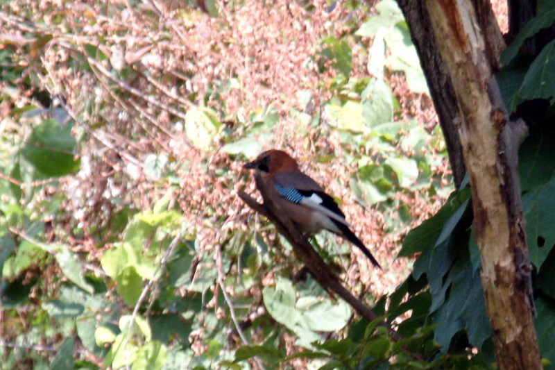 어치 Garrulus glandarius (Eurasian Jay); DISPLAY FULL IMAGE.