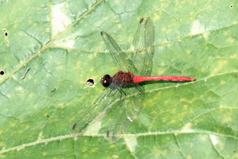 두점박이좀잠자리(수컷) Sympetrum eroticum (Darter Dragonfly); DISPLAY FULL IMAGE.