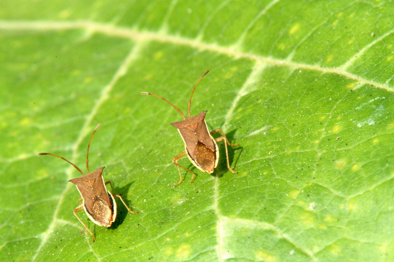 시골가시허리노린재 Cletus punctiger (Squash bug); DISPLAY FULL IMAGE.