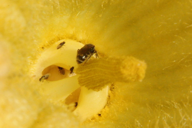 호박꽃속의 아주 작은 벌 종류와 초파리; DISPLAY FULL IMAGE.