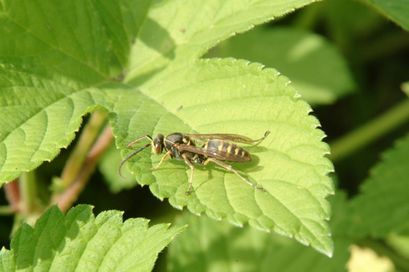 이름모를 말벌 종류 --> 두눈박이쌍살벌 Polistes chinensis antennalis (Asian Paper Wasp); DISPLAY FULL IMAGE.