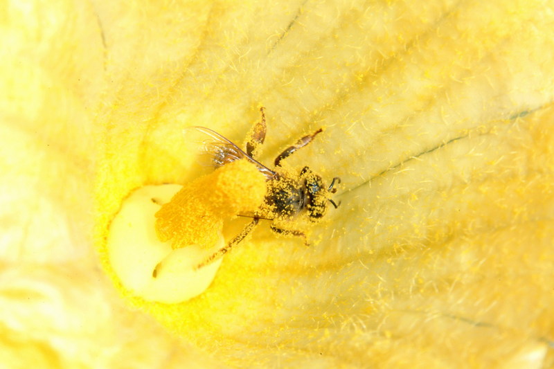 꿀벌(양봉) Apis mellifera (Western Honeybee); DISPLAY FULL IMAGE.