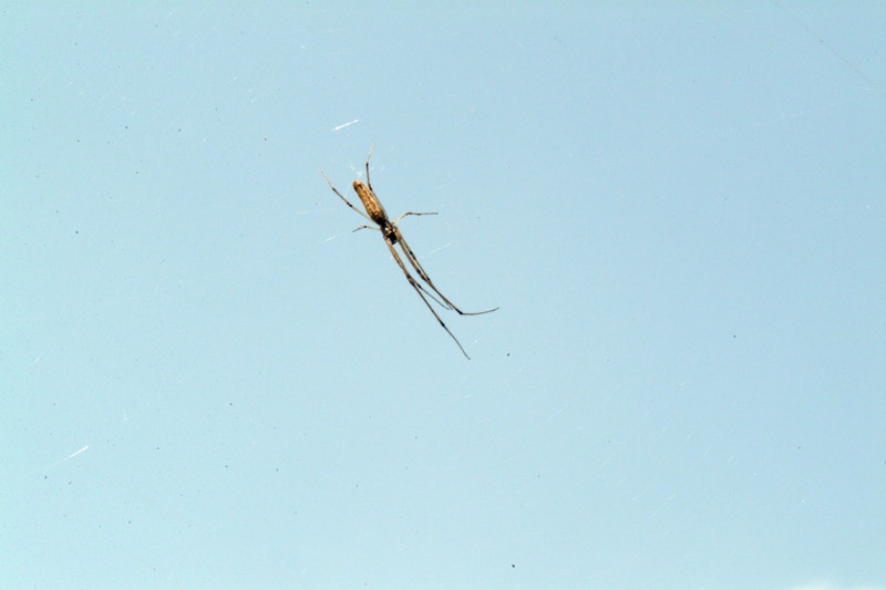 무당거미 Nephila clavata (Golden Orb-web Spider); DISPLAY FULL IMAGE.