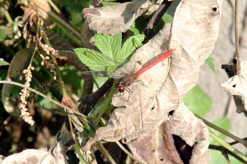두점박이좀잠자리(수컷) Sympetrum eroticum (Darter Dragonfly); DISPLAY FULL IMAGE.