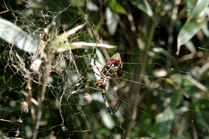 무당거미 Nephila clavata (Golden Orb-web Spider); DISPLAY FULL IMAGE.