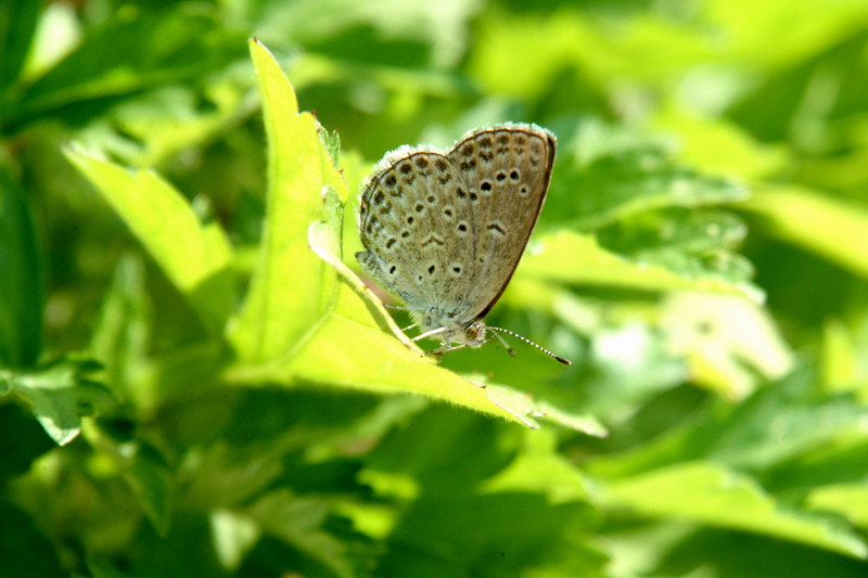 남방부전나비 Pseudozizeeria maha (Pale Grass Blue Butterfly); DISPLAY FULL IMAGE.