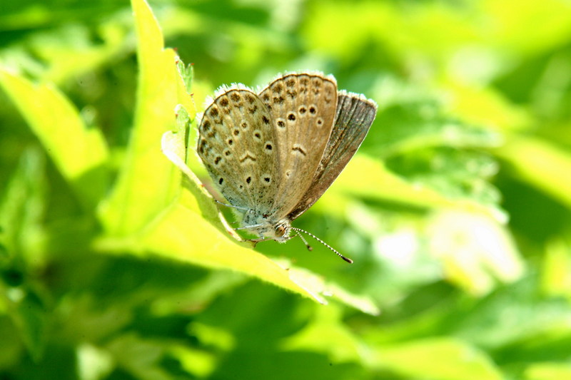 남방부전나비 Pseudozizeeria maha (Pale Grass Blue Butterfly); DISPLAY FULL IMAGE.