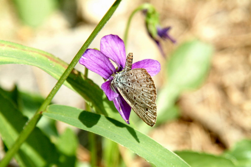 남방부전나비 Pseudozizeeria maha (Pale Grass Blue Butterfly); DISPLAY FULL IMAGE.