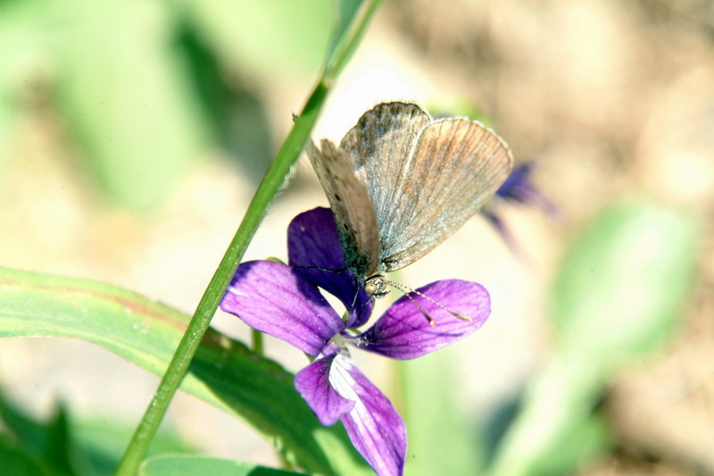 남방부전나비 Pseudozizeeria maha (Pale Grass Blue Butterfly); DISPLAY FULL IMAGE.