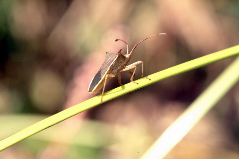 시골가시허리노린재 Cletus punctiger (Squash bug); DISPLAY FULL IMAGE.