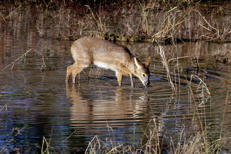 사람과 함께 살아가는 고라니 | 고라니 Hydropotes inermis argyropus (Korean Water Deer); DISPLAY FULL IMAGE.