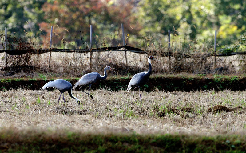 재두루미와 가을 | 재두루미 Grus vipio (white-naped crane); DISPLAY FULL IMAGE.