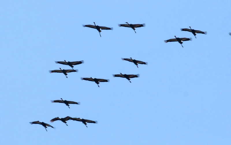 창공을 수 놓는 재두루미의 아름다운 비행 | 재두루미 Grus vipio (white-naped crane); DISPLAY FULL IMAGE.