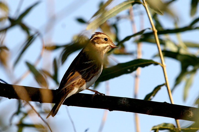 쑥새 | 쑥새 Emberiza rustica (Rustic Bunting); DISPLAY FULL IMAGE.