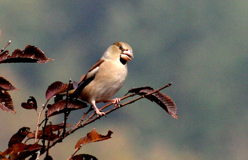 콩새 | 콩새 Coccothraustes coccothraustes (Hawfinch); DISPLAY FULL IMAGE.