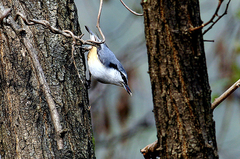 동고비 | 동고비 Sitta europaea (Eurasian Nuthatch); DISPLAY FULL IMAGE.