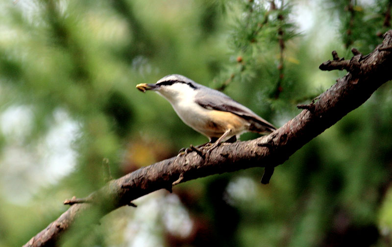 먹이를 물고 있는 동고비 | 동고비 Sitta europaea (Eurasian Nuthatch); DISPLAY FULL IMAGE.