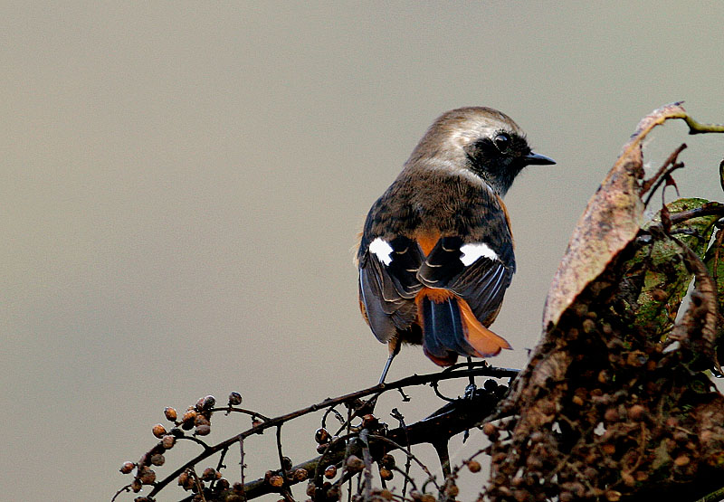 딱새 | 딱새 Phoenicurus auroreus (Daurian Redstart); DISPLAY FULL IMAGE.
