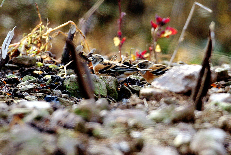 되새 / 암컷 | 되새 Fringilla montifringilla (Brambling); DISPLAY FULL IMAGE.