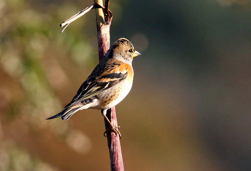 도연암 되새  | 되새 Fringilla montifringilla (Brambling); DISPLAY FULL IMAGE.